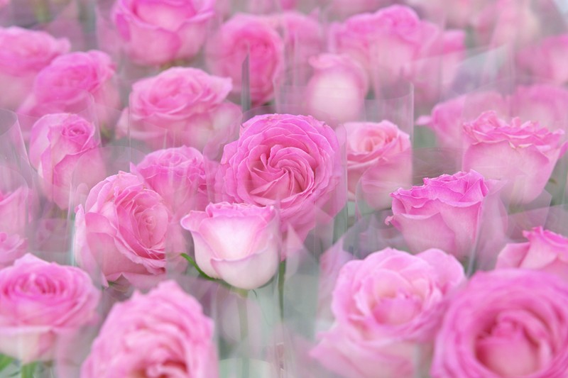 玫瑰花.png 玫瑰花.png